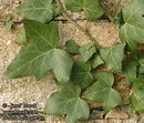 Hedera Helix